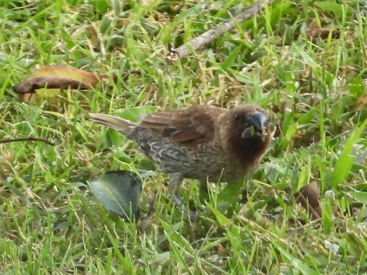 מוניה מפוספסת-חזה - ML647133157