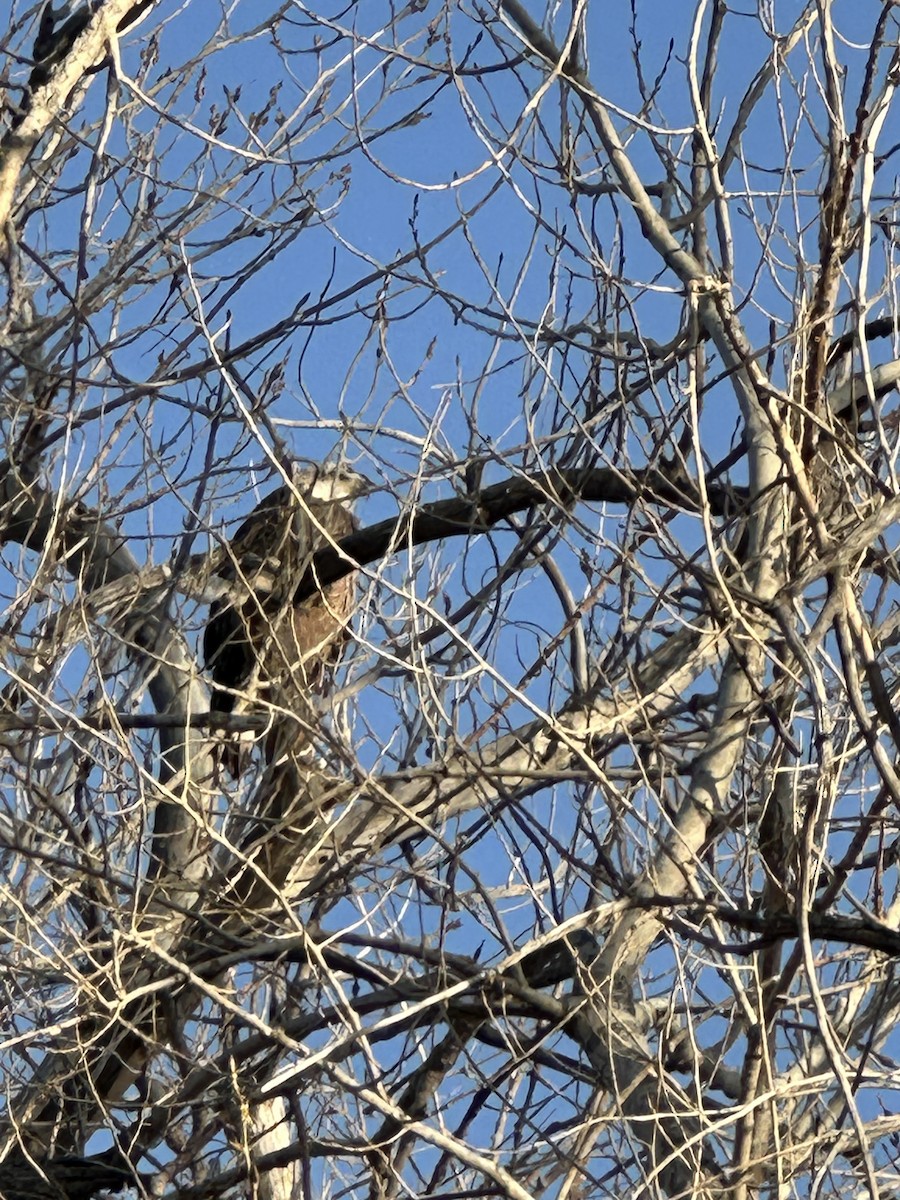 Bald Eagle - ML647133158