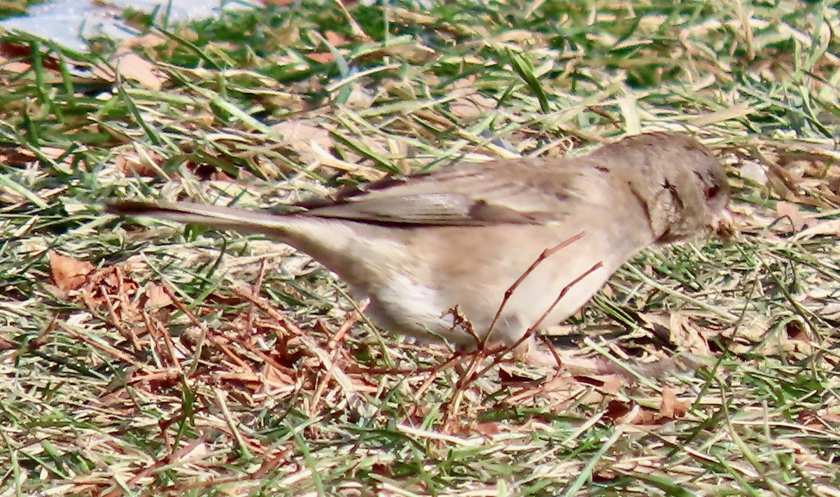 Dark-eyed Junco - ML647133161