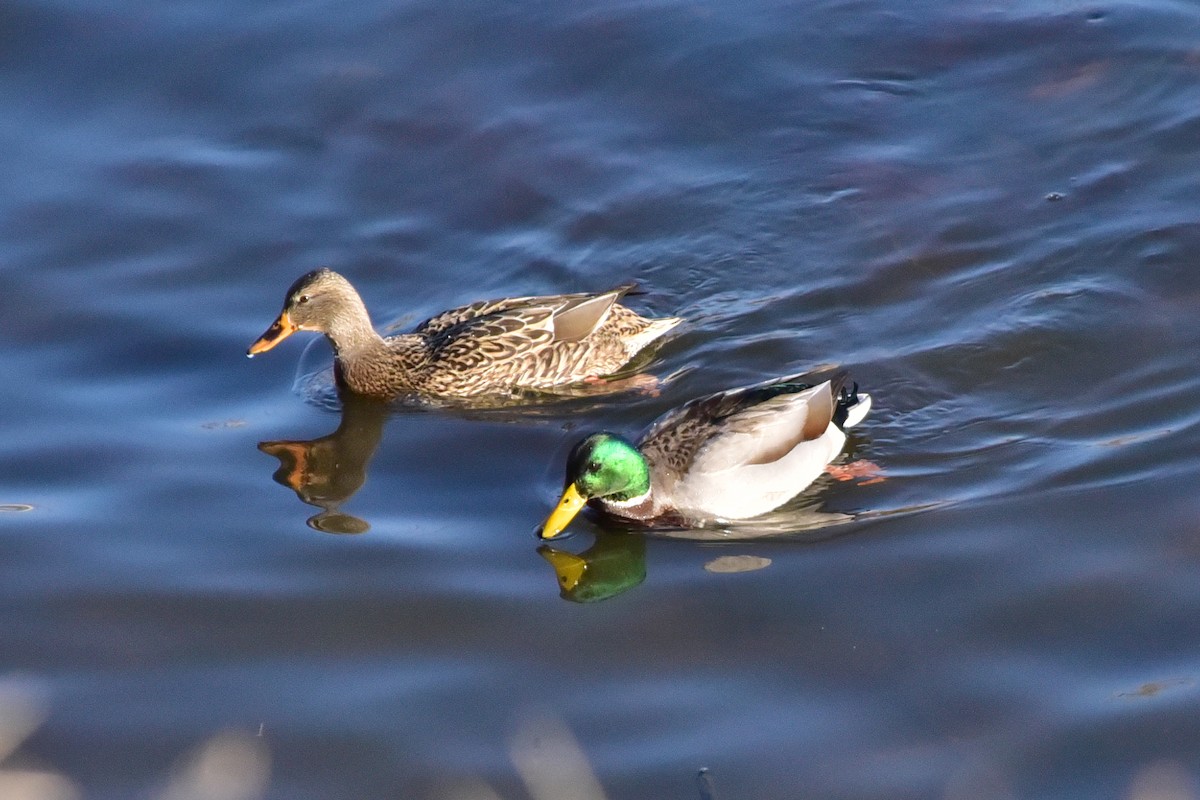 Mallard - ML647133162