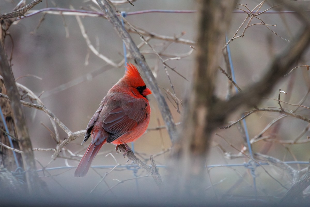 rødkardinal - ML647133163