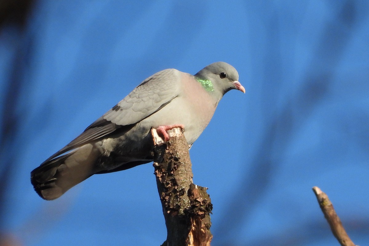 Stock Dove - ML647133166