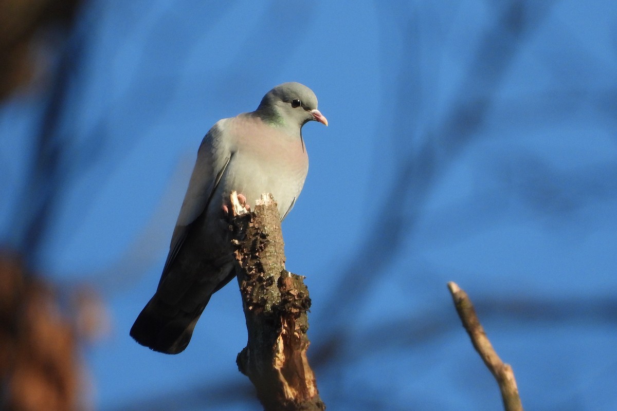 Stock Dove - ML647133167