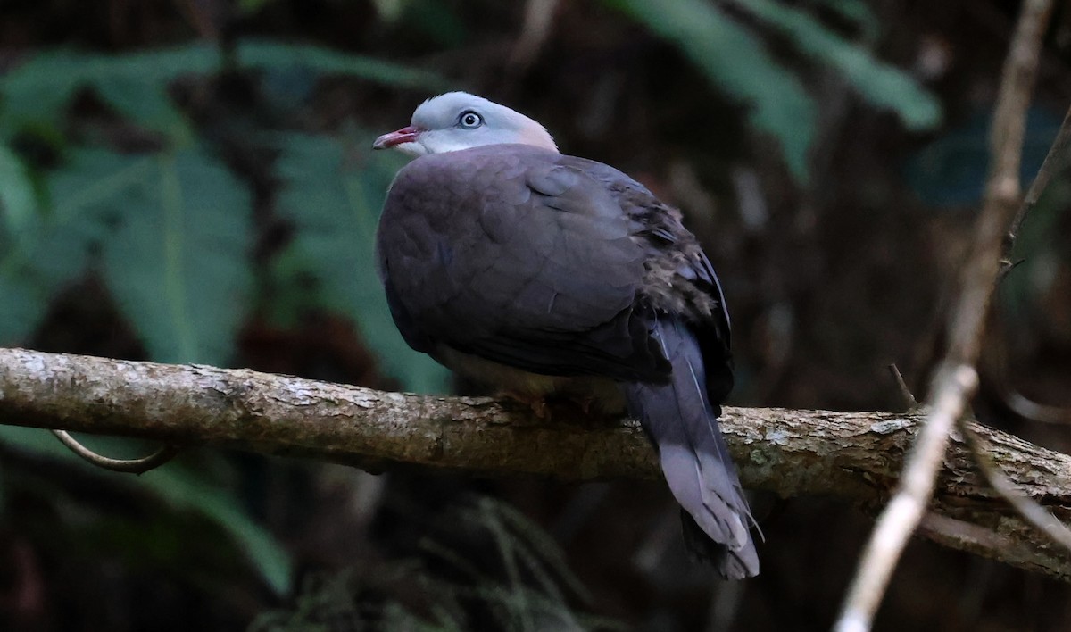 Горный плодовый голубь - ML647133168