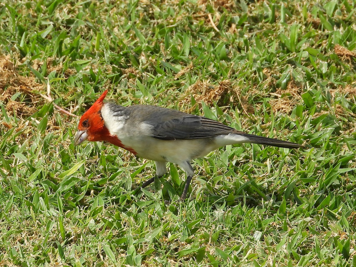Red-crested Cardinal - ML647133169
