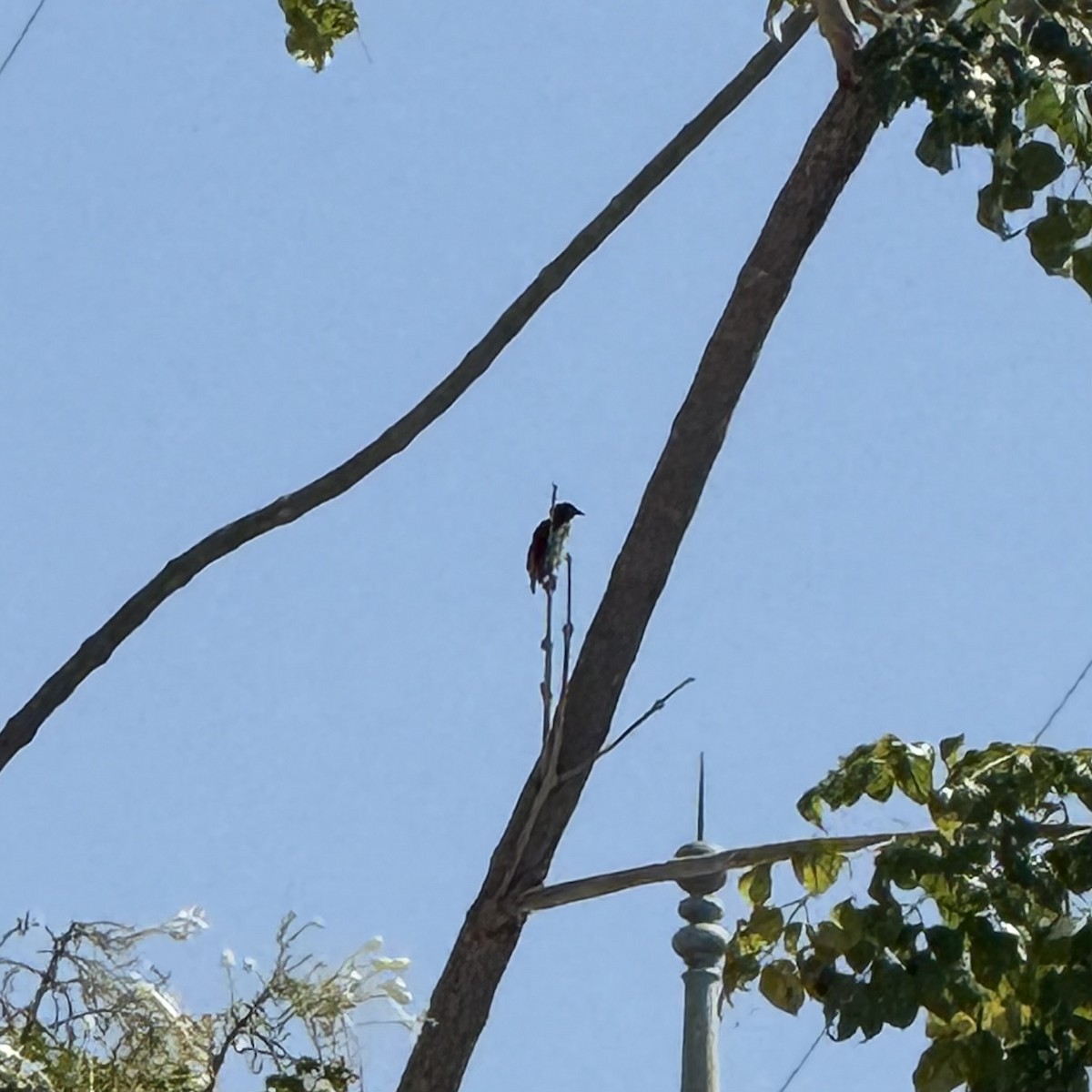 Scarlet-backed Flowerpecker - ML647133173