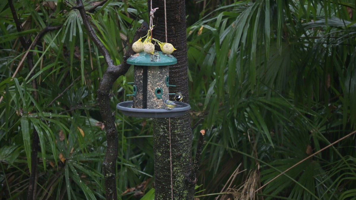 sýkora modřinka - ML647133174