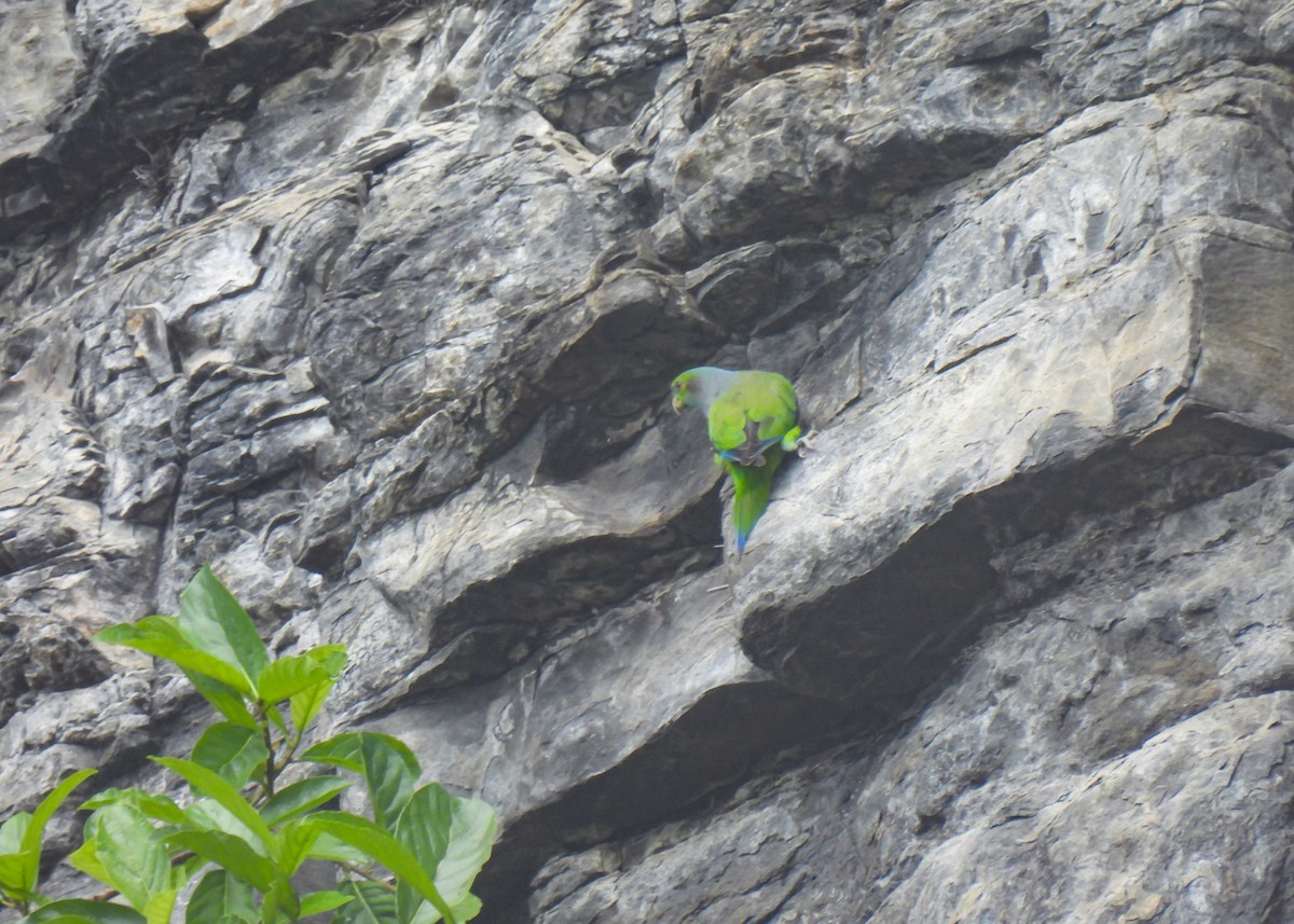 Black-winged Parrot - ML647133177