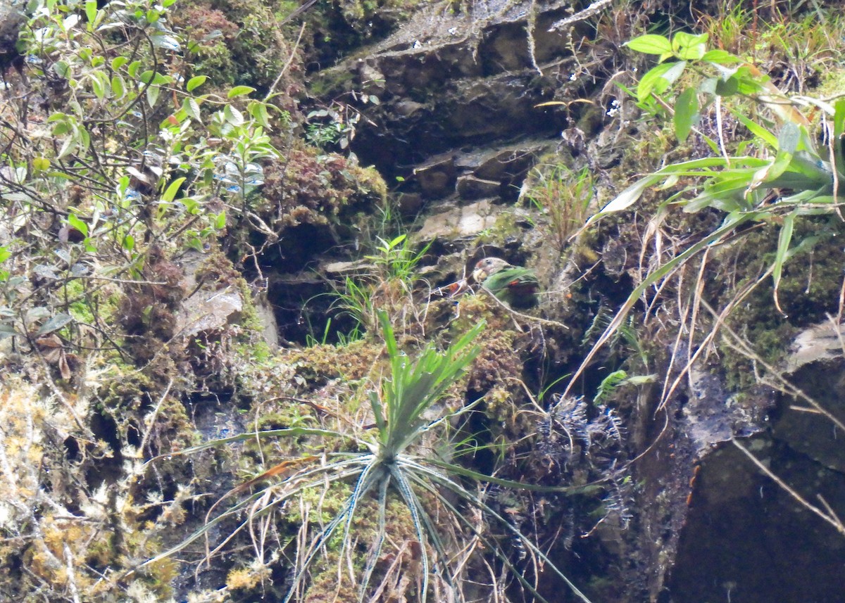 Beyaz Benekli Papağan - ML647133183