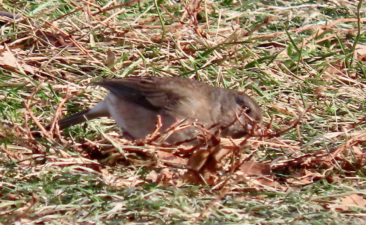 Dark-eyed Junco - ML647133184
