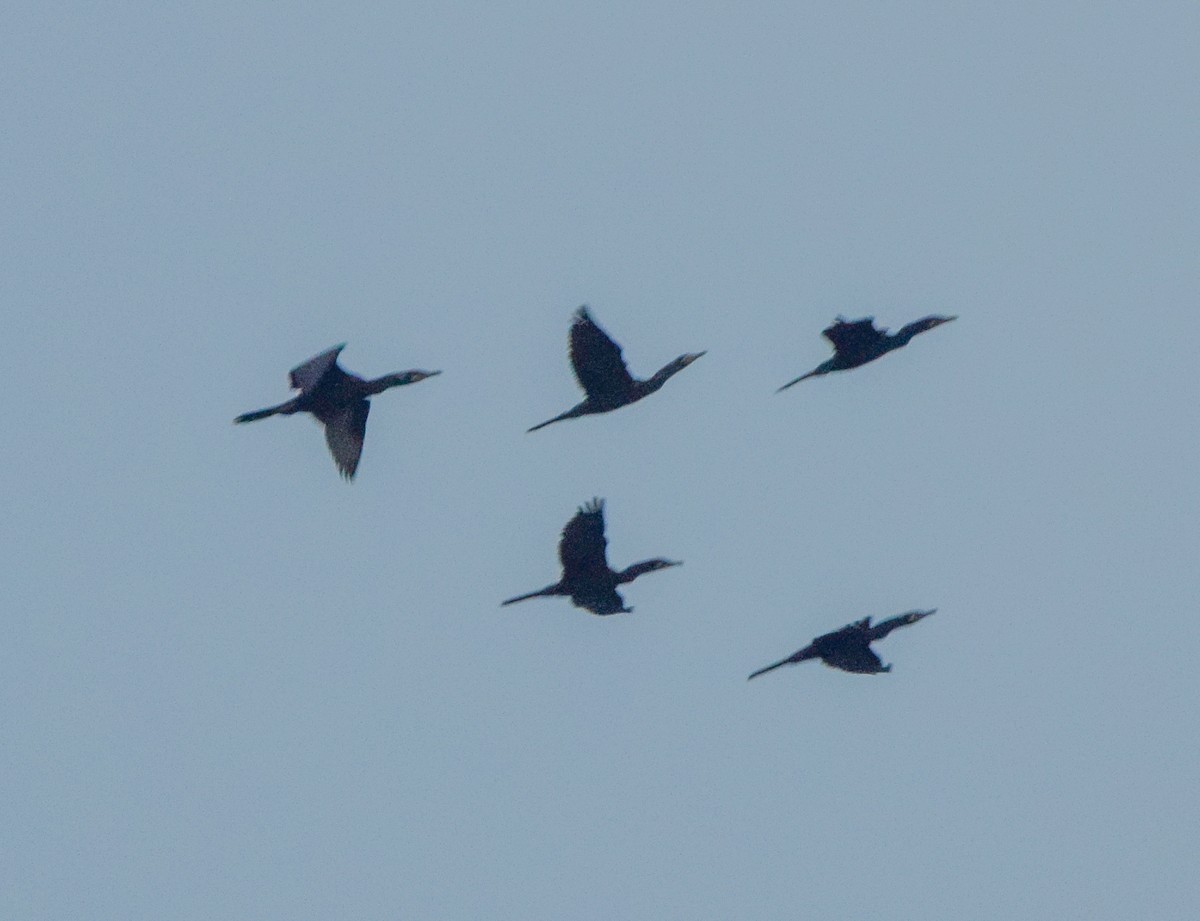 Neotropic Cormorant - ML647133185