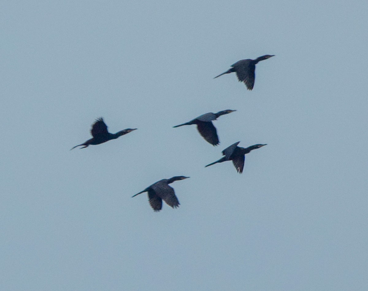 Neotropic Cormorant - ML647133186