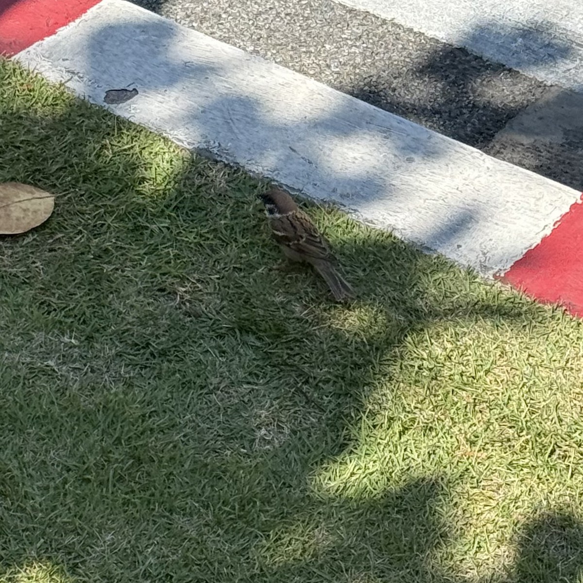 Eurasian Tree Sparrow - ML647133189