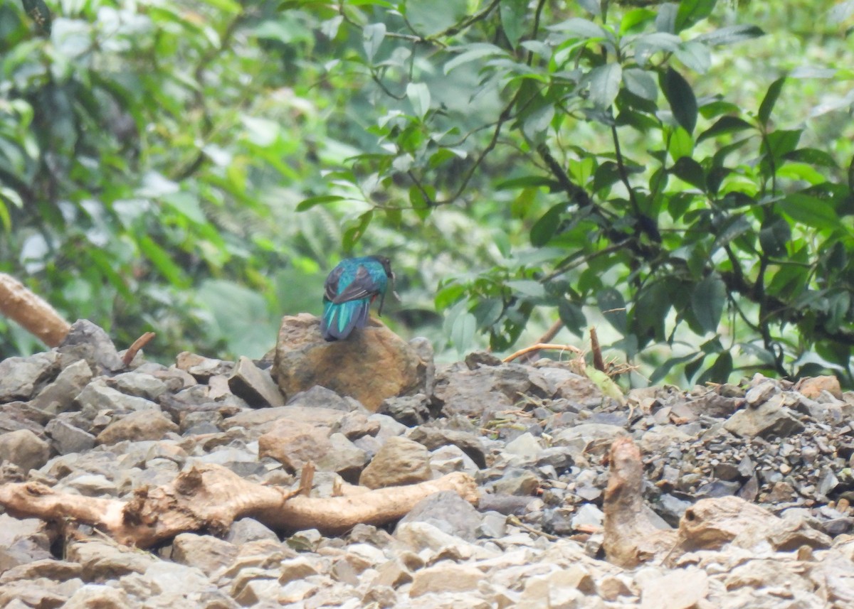 Golden-headed Quetzal - ML647133190