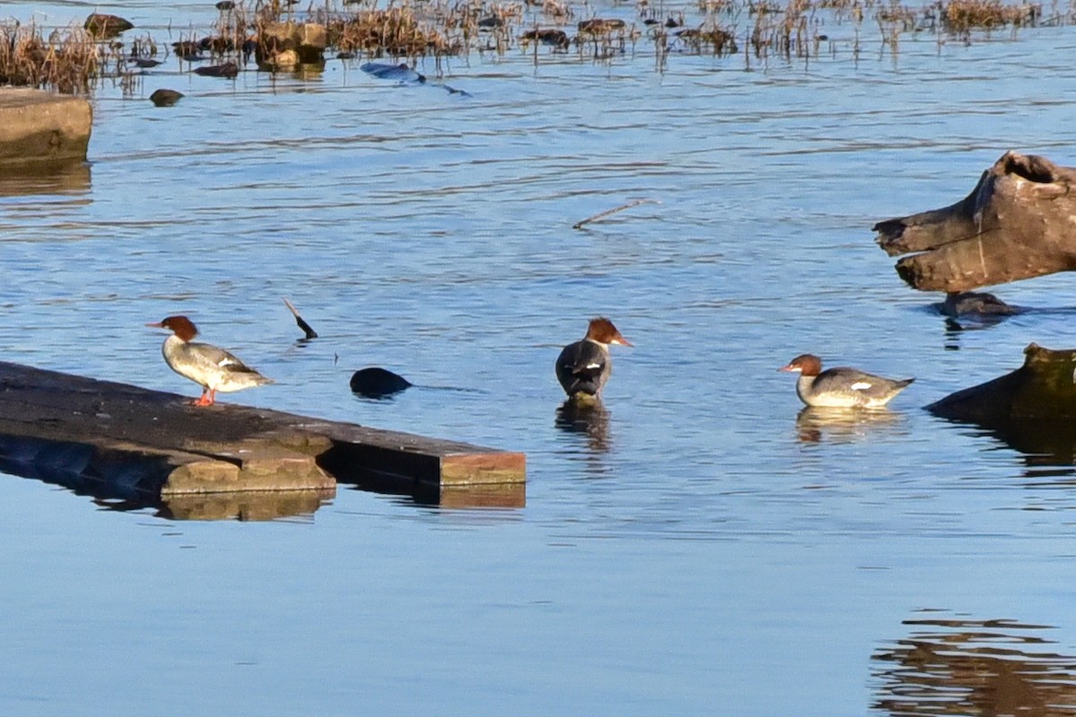 Common Merganser - ML647133194