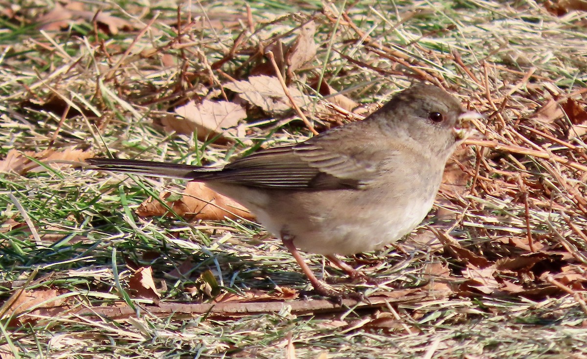 Dark-eyed Junco - ML647133196