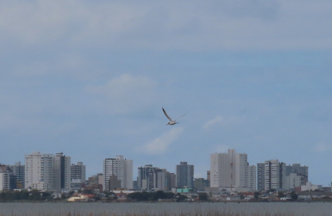 Yellow-billed Tern - ML647133198