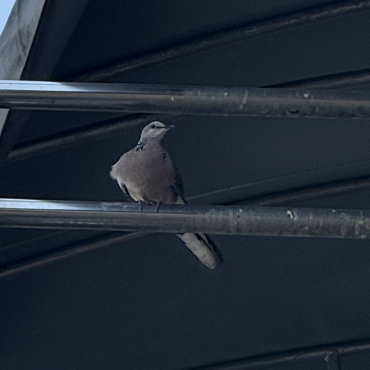 Spotted Dove - ML647133229
