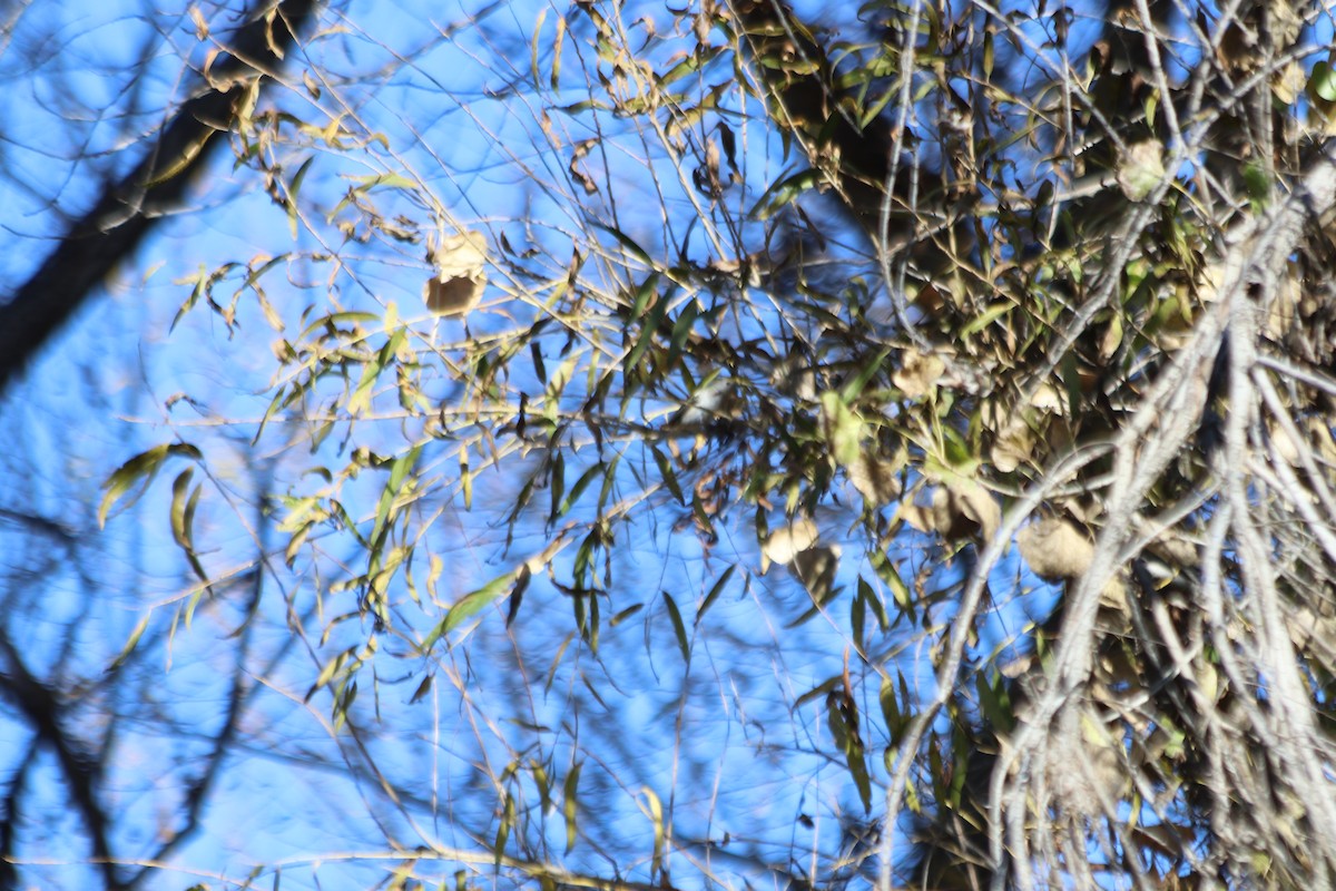 ワキチャアメリカムシクイ - ML647133231