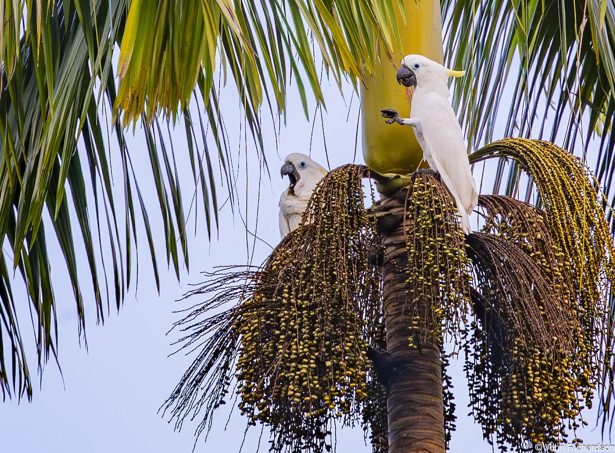 Какаду жовточубий - ML647133234