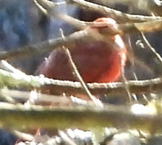 rødkardinal - ML647133237