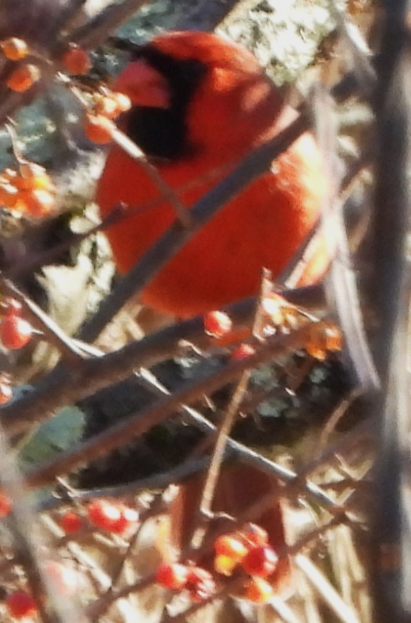 rødkardinal - ML647133243