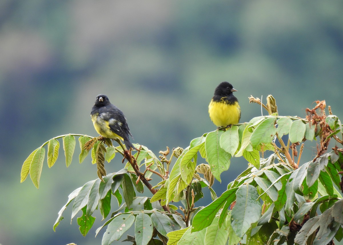 Yellow-bellied Siskin - ML647133250