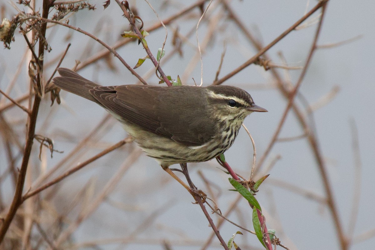 Northern Waterthrush - ML647133251
