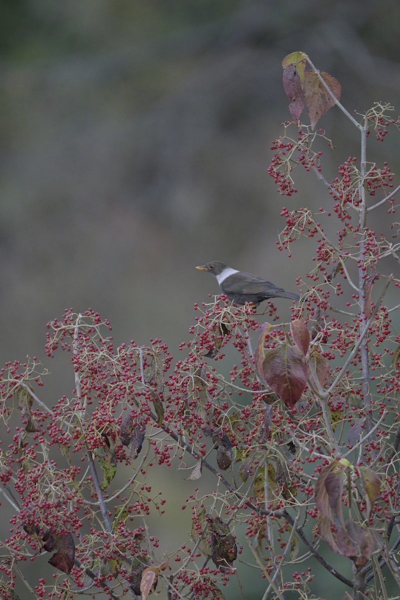 White-collared Blackbird - ML647133256