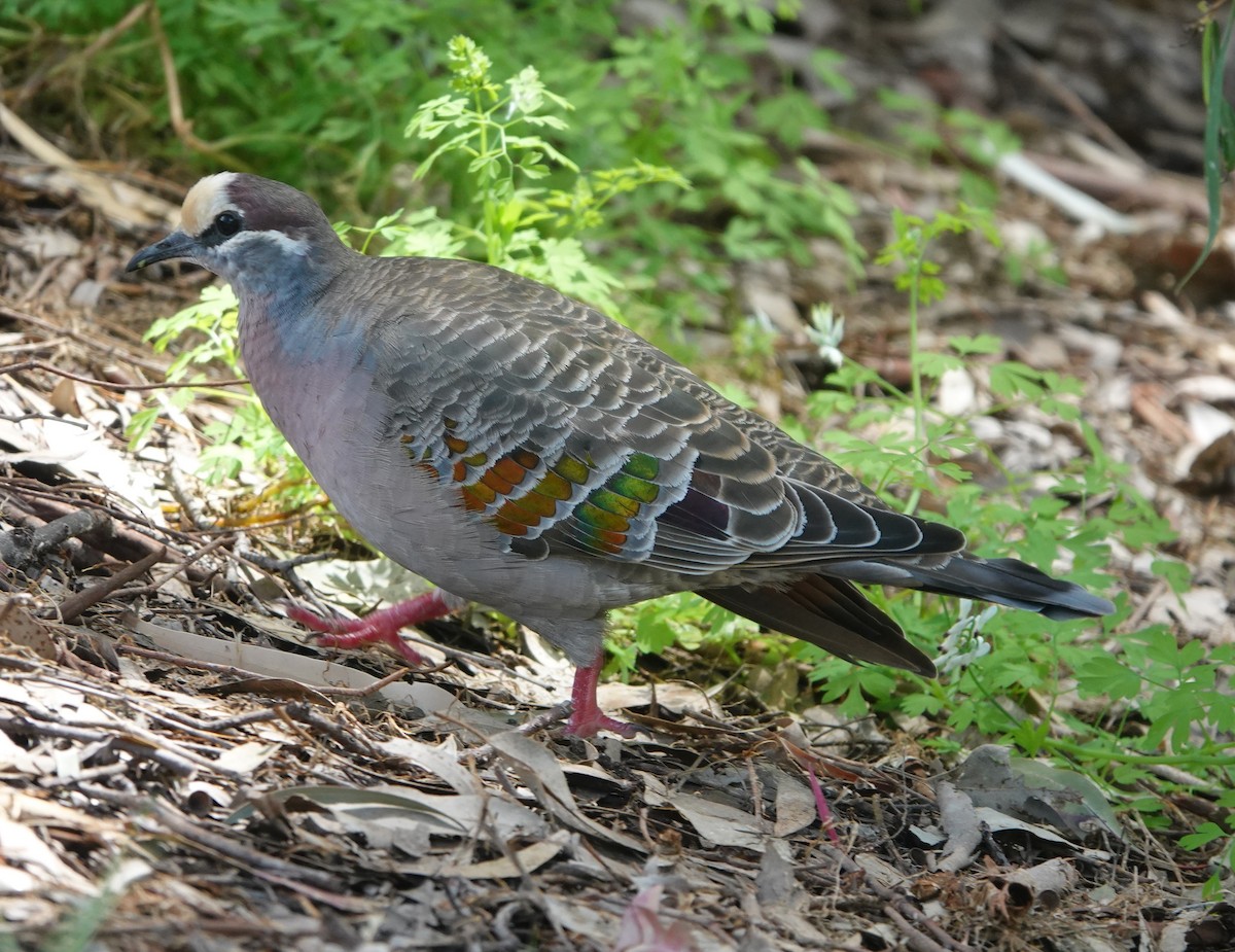 Common Bronzewing - ML647133260