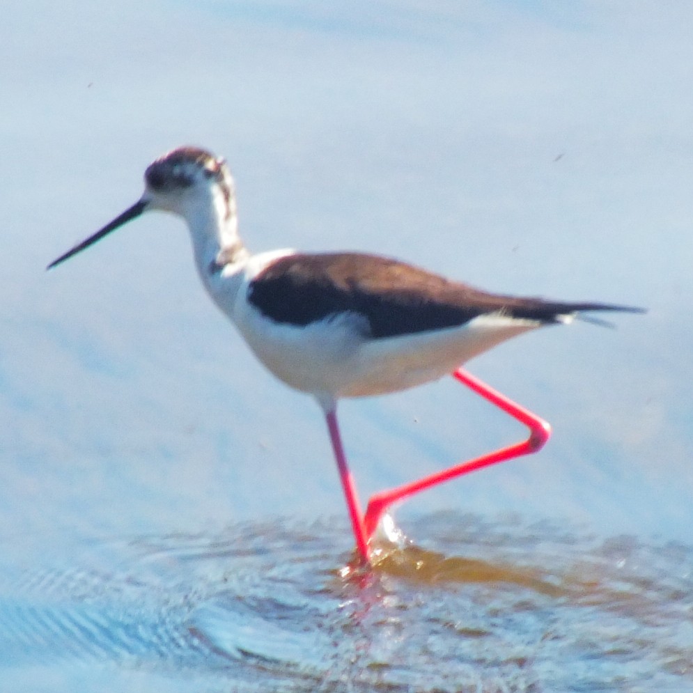 高蹺鴴 - ML647133264