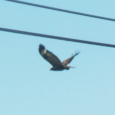 Common Buzzard (Western) - ML647133265