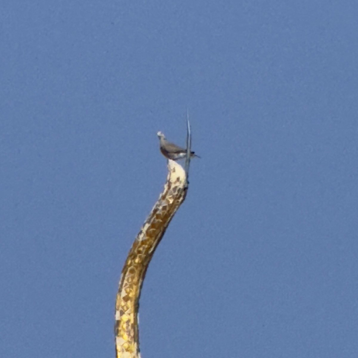 Red Collared-Dove - ML647133268