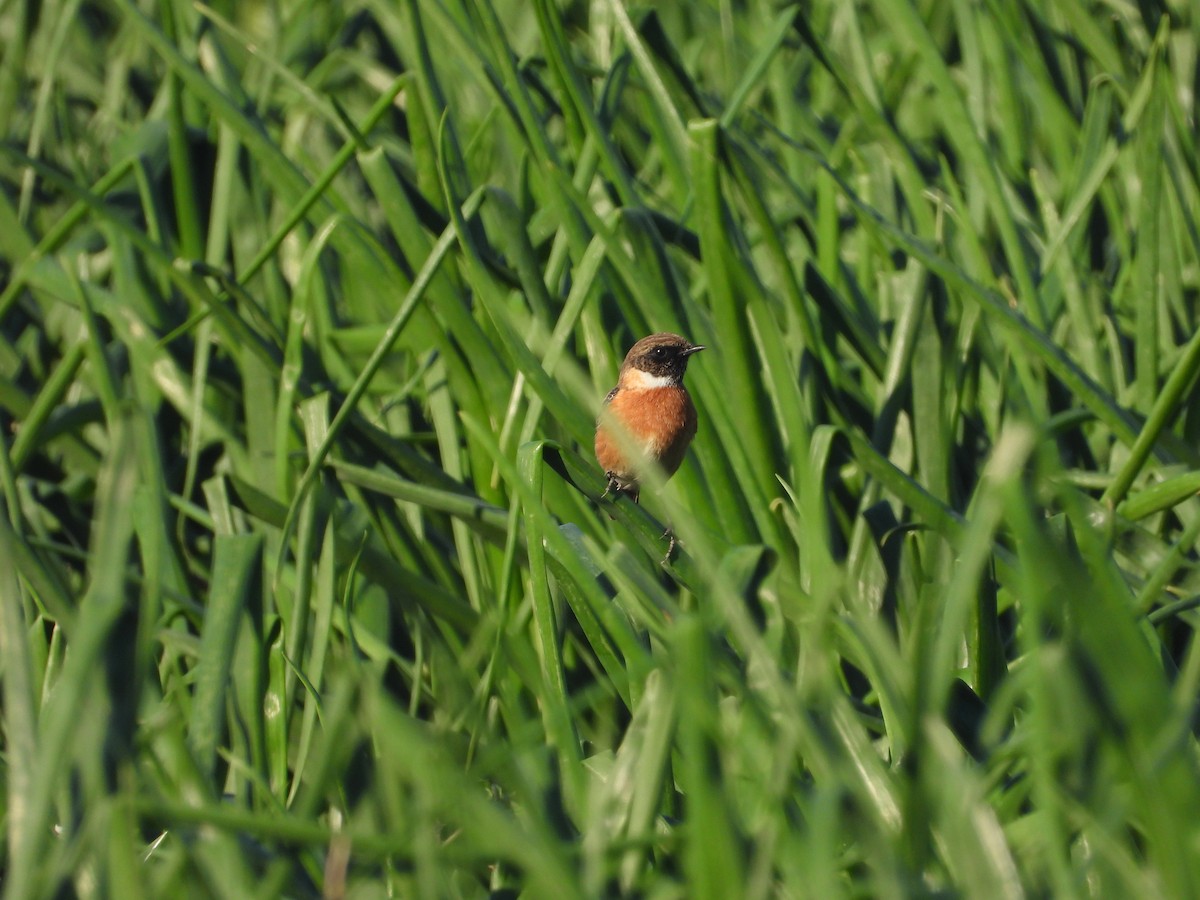 European Stonechat - ML647133270