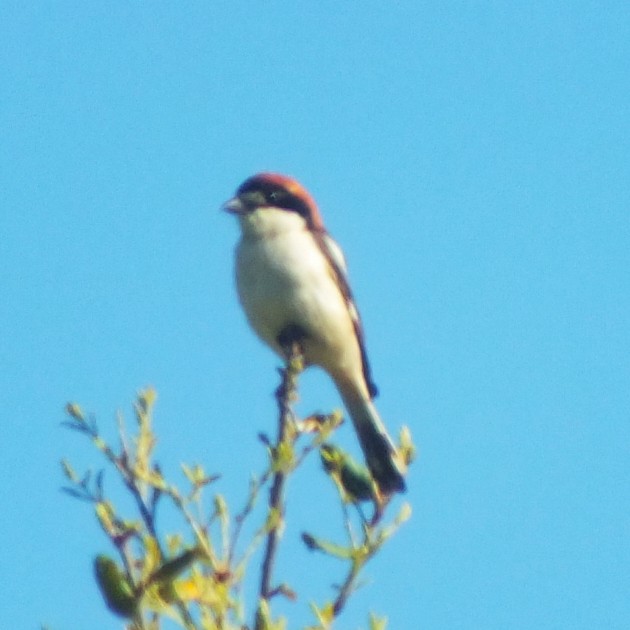 Woodchat Shrike - ML647133274