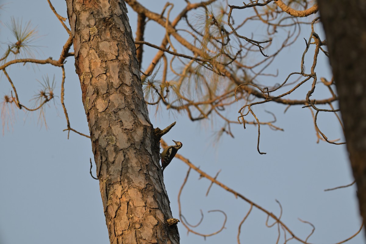 Himalayan Woodpecker - ML647133277