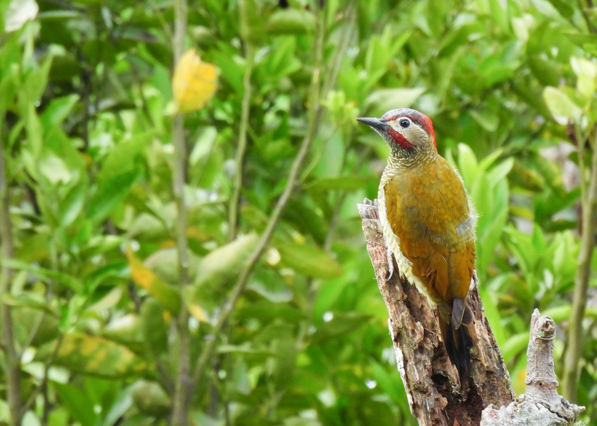 Golden-olive Woodpecker - ML647133279