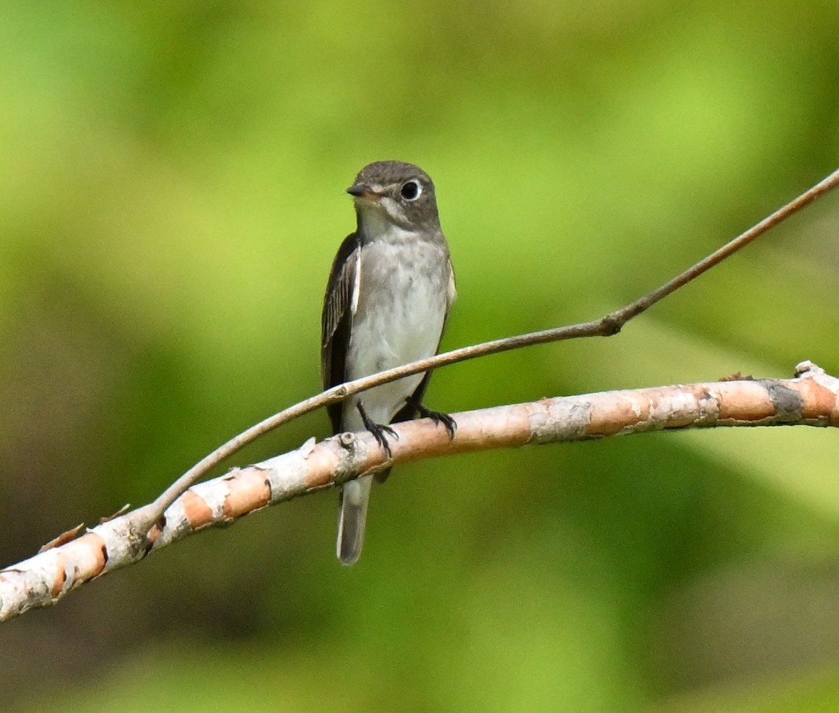Gobemouche brun - ML647133283
