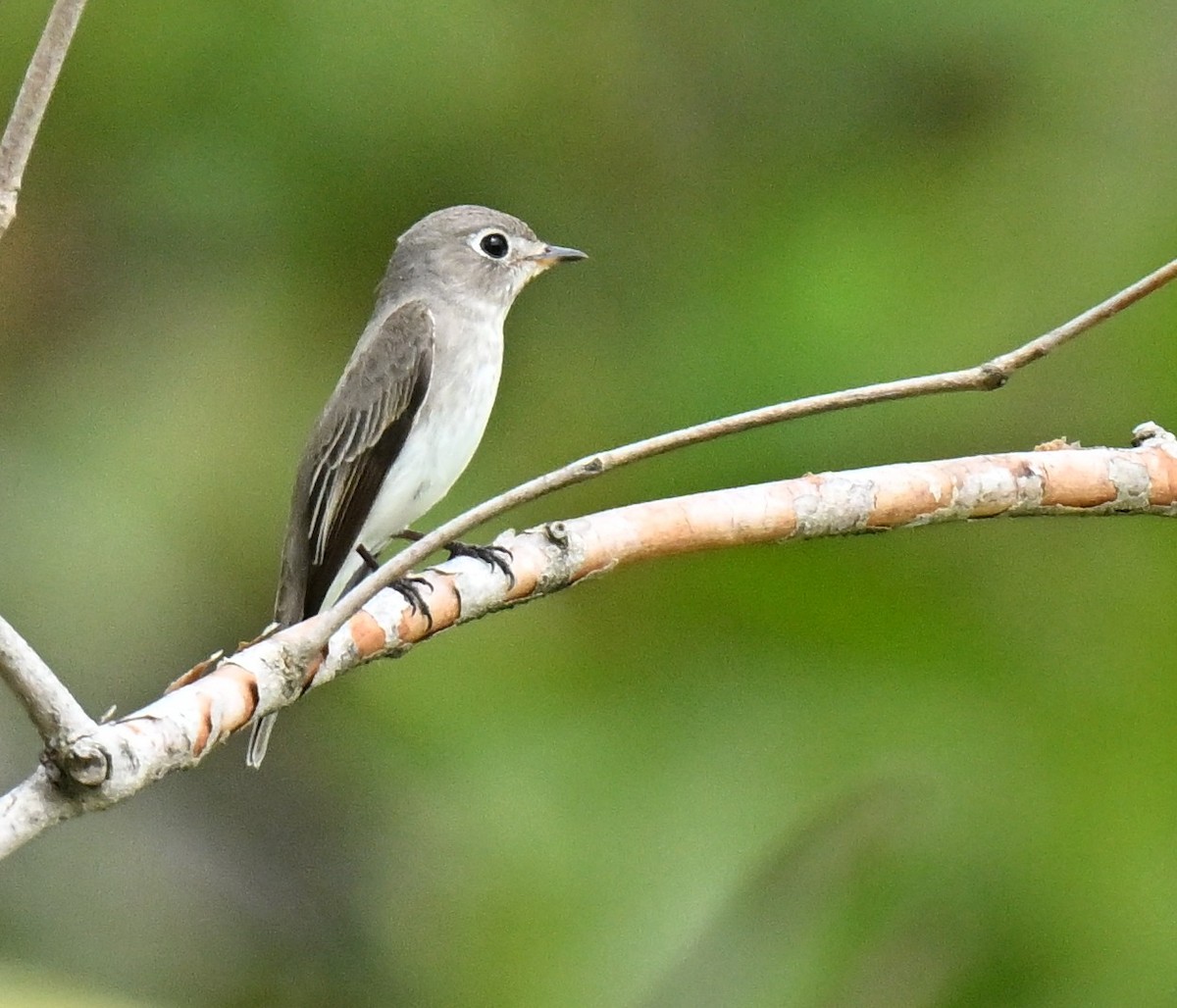 Gobemouche brun - ML647133284