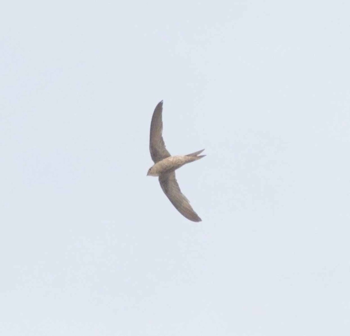 Forbes-Watson's Swift - ML647133285