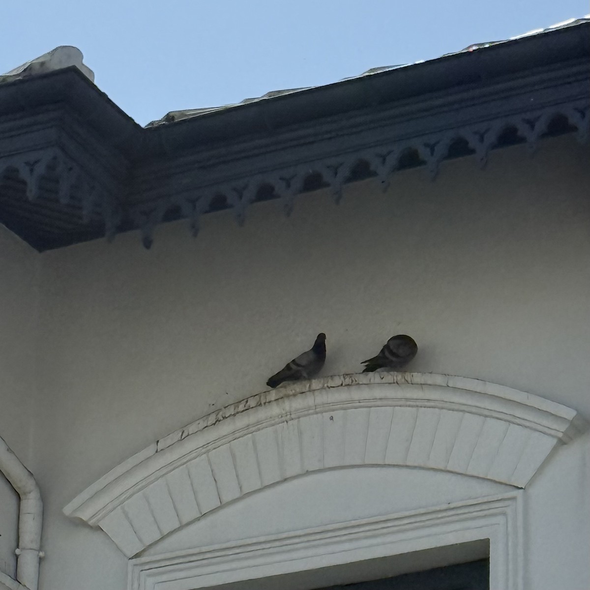 Rock Pigeon (Feral Pigeon) - ML647133288