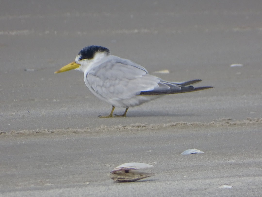 Yellow-billed Tern - ML647133289