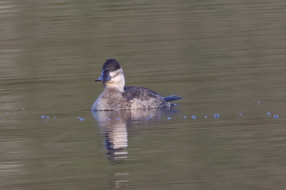 Ruddy Duck - ML647133301