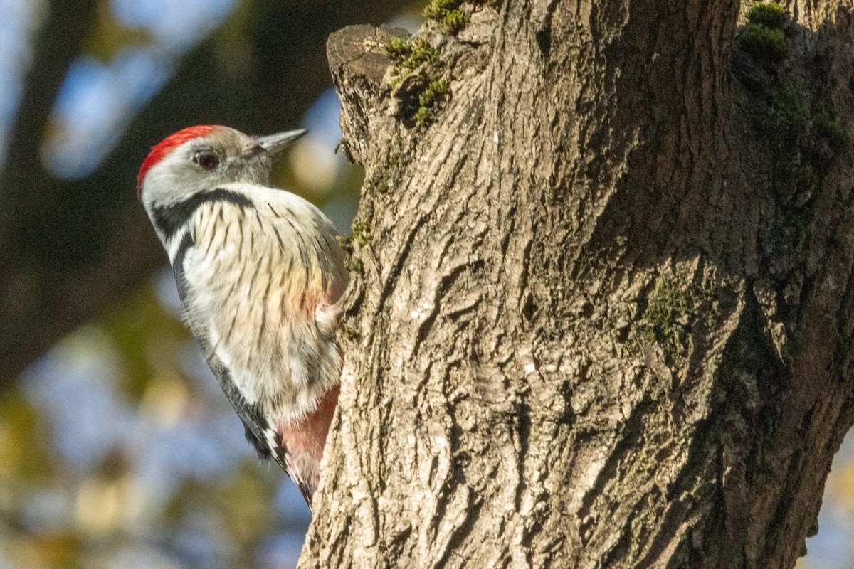 Middle Spotted Woodpecker - ML647133305