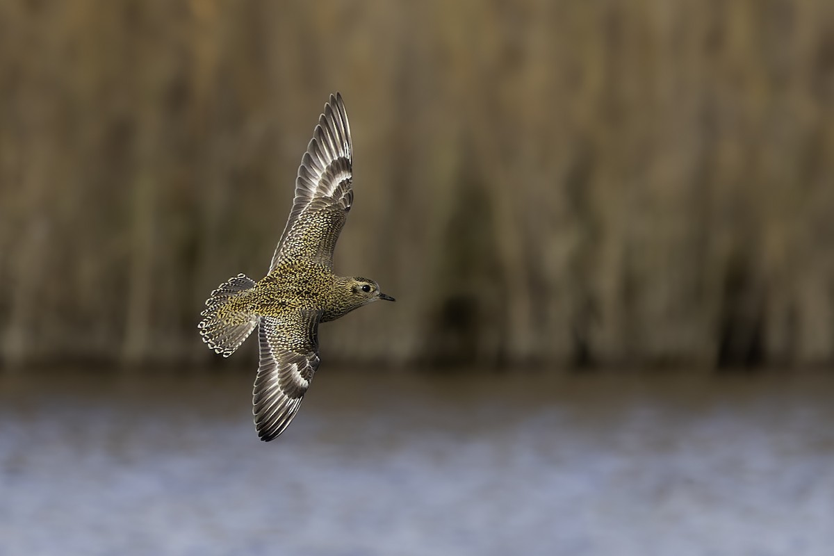 Сивка звичайна - ML647133306