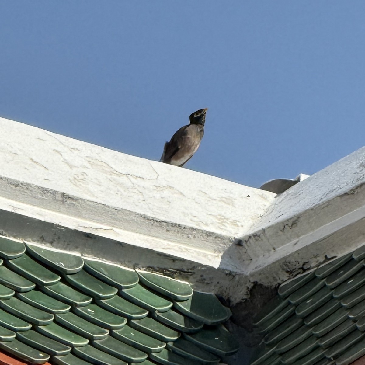 Common Myna - ML647133308