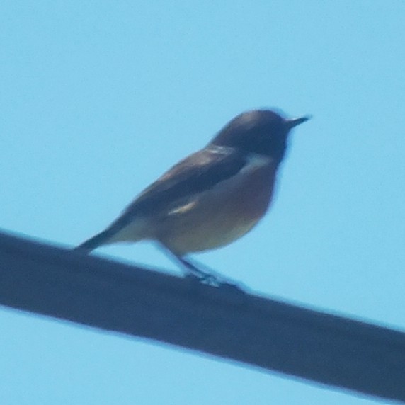 European Stonechat - ML647133310