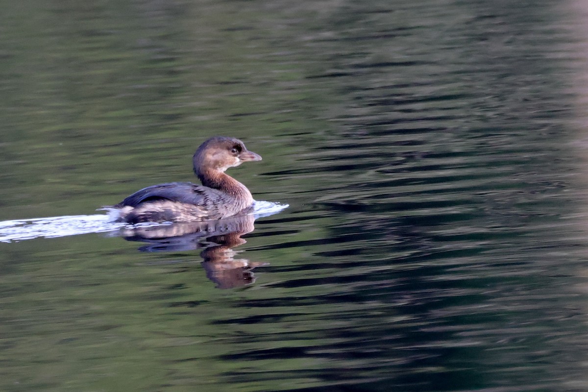 Pied-billed Grebe - ML647133323