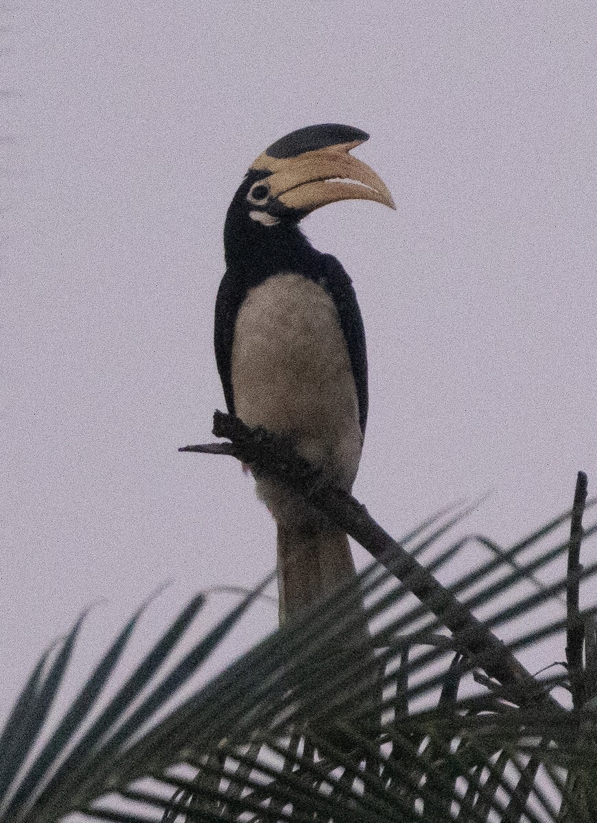 Malabar Pied-Hornbill - ML647133358