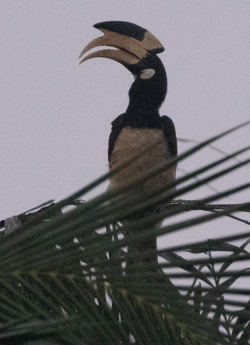 Malabar Pied-Hornbill - ML647133360
